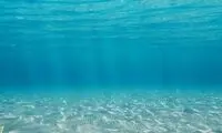 مشاهده یک موجود عجیب در آب‌های خلیج فارس!
