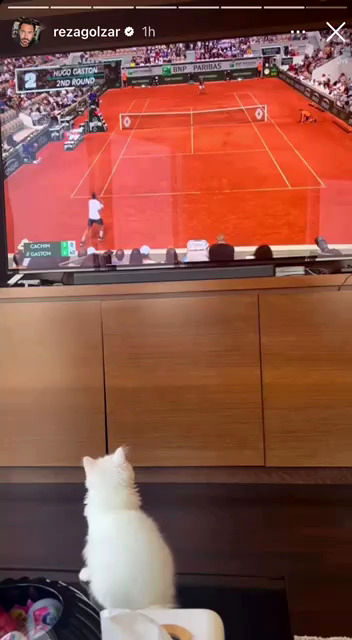تعجب محمدرضا گلزار از علاقه شدید گربه اشرافی‌‎اش به تماشای تنیس