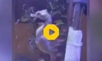 لحظه جالب تولد صدها نوزاد اسب دریایی