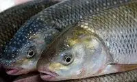 قیمت نجومیِ انواعِ ماهی برای نوروز