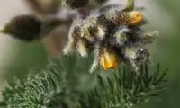 این گیاه محرکی برای دفع مواد زائد بدن است