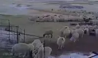 ویدئویی از تقابل خشن‌ترین سگ گله مقابل گرگ درنده