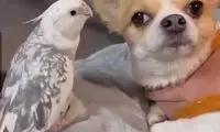 نوازندگی هنرمندانه یک طوطی برای سگ پرحوصله!