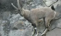 تصویری زیبا از لحظه شیر دادن بزکوهی در طبیعت 