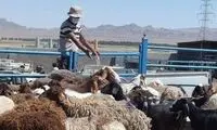 قیمت نهایی گوشت اعلام شد
