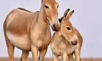 تصویری زیبا از گور ایرانی با بچه‌اش در پارک کویر