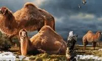 سرگذشت عجیب و جالب شترها که از آن بی‌خبرید!