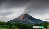 آیا گیاهان از زمان فوران آتشفشان مطلع هستند؟