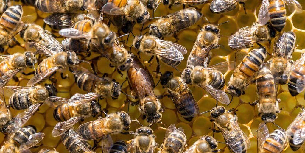 جایگزین‌ زنبورها برای نجات بشریت!