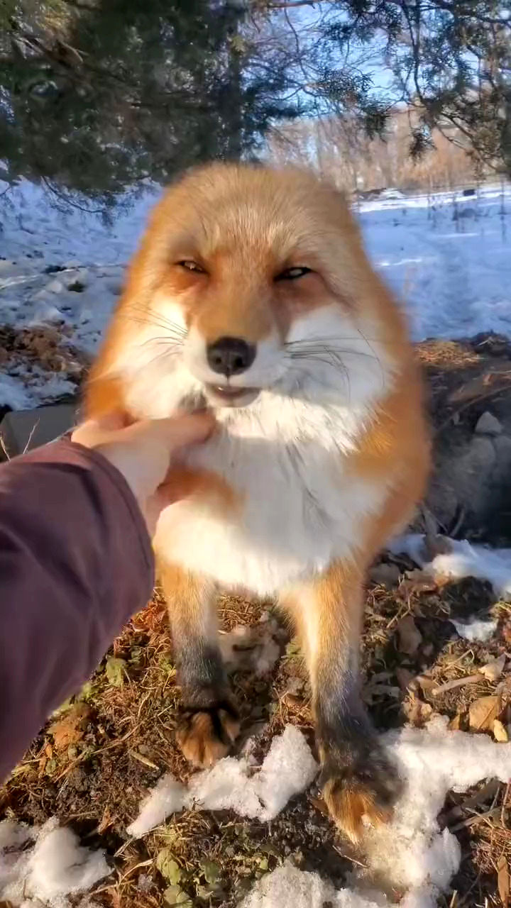 علاقه جالب یک روباه به نوازش توسط یک دختر جوان