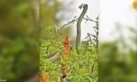 حمله بی‌واهمه یک خدنگ به مخوف‌ترین مار جهان