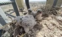 توقف پروژه مخابرات به خاطر جوجه شاهین‌ها!
