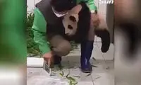 ببینید: وابستگی عجیب یک پاندا به انسان 