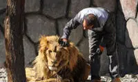 عکس‌های تازه از شیر خبرساز این روزهای ایران