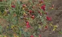 مصرف خارشتر به بهبود کدام بیماری‌ها کمک می‌کند؟