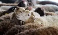 قیمت جدید دام‌ زنده اعلام شد
