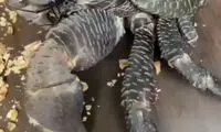 جانوری مناسب استفاده به عنوان گردوشکن