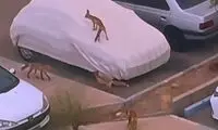 تصاویری از گروه خانوادگی روباه‌ها در پردیس