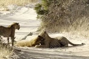 نبرد مرگبار پلنگ‌ها برای دفاع از قلمرو و توله‌ها
