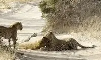 نبرد مرگبار پلنگ‌ها برای دفاع از قلمرو و توله‌ها