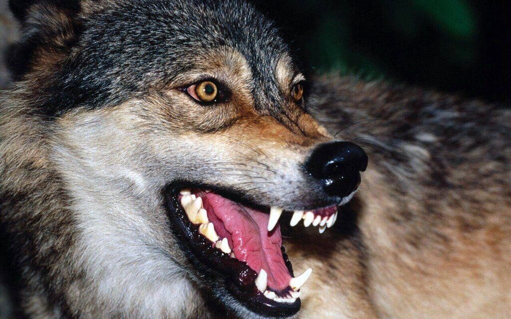 جزئیات حمله‌ خونین گرگ‌های گرسنه به یک روستا