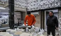 قیمت برنج ایرانی اینطوری دو برابر شد!