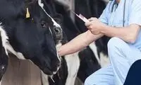 عجیب‌ترین گاو که حاصل مهندسی ژنتیک است!