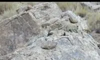 مشاهده 2 پلنگ در خراسان شمالی 