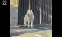 وحشت در تبریز برای سگی که شبیه گرگ بود!
