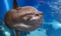 کدام حیوان با یک بار زایمان نوزاد بیشتری متولد می‌کند؟