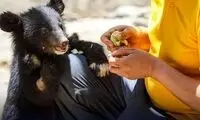 حیوانات پردیسان به باغ‌ وحش‌ها فروخته می‌شوند