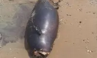 دیده شدن لاشه نهنگ بدون باله در ساحل بندرعباس