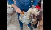گوسفندی که روزی چند بار باید چایی بخورد!