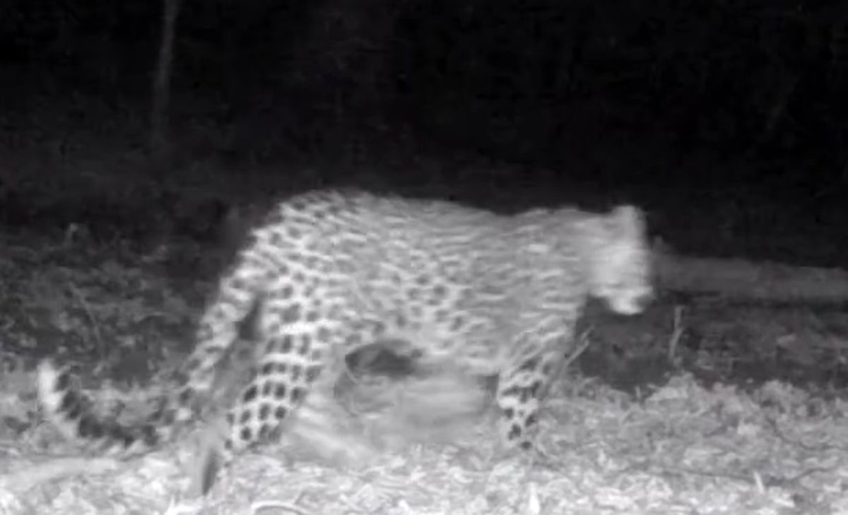 حضور همزمان چهار پلنگ ایرانی در سوادکوه مازندران