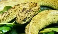 تصاویری از افعی کرگدن تا تاک آسیایی