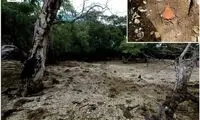 کشف جزیره‌ای که از زباله‌ غذا ساخته شده است!
