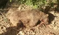 توزیع گوشت خرس در شهرستان ری!