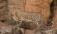 حمله پلنگ به یک نفر در یکی از روستاهای اردبیل