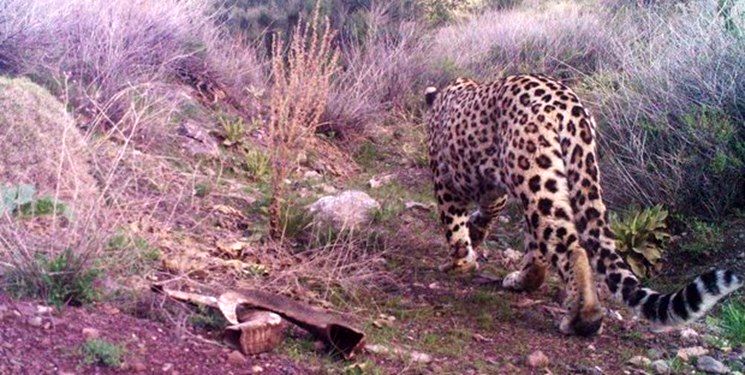 ویدئویی از شکار قوچ وحشی توسط پلنگ ایرانی