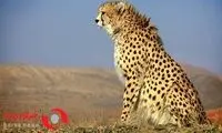 مشاهده یوزپلنگ در محدوده حفاظت پل ابریشم
