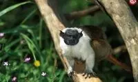 جانوری با چهره ترسناک که ناجی محیط زیست است