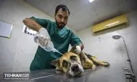 دنیا با جمعیت سگ‌های ولگرد چه کرده است؟
