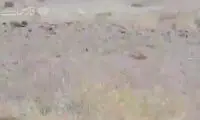 تصویری زیبا از مشاهدۀ یوزپلنگ ایرانی در توران