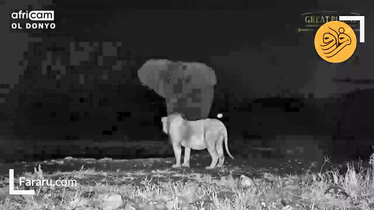 فیلم حماسی از رویارویی شیر نر و فیل عظیم الجثه در شب