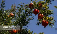 خواص پرتعداد انار برای سلامتی بدن