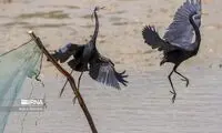 تصاویری متفاوت از صید چل بنی