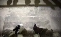 کبوتری که نوجوانی را به کام مرگ کشاند