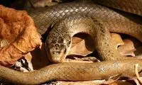 مار عجیب‌الخلقه‌ای که جلوی دوربین ظاهر شد!