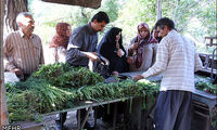 ویدئو عجیب از نحوه شست و شوی سبزی در شهریار!