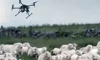 ترفند جالب چوپان برای نجات گوسفند از چنگال گرگ